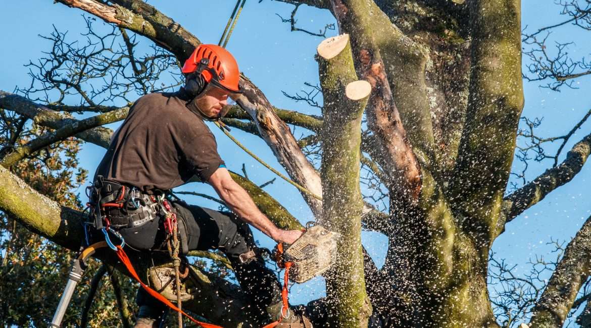 Tree Surgery